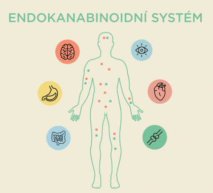 NOVINKA! - Endokanabinoidní systém a jeho význam pro lidský organismus